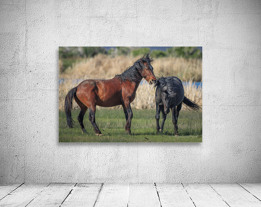 Nevada Virginia Range Series 20 Wall Preview