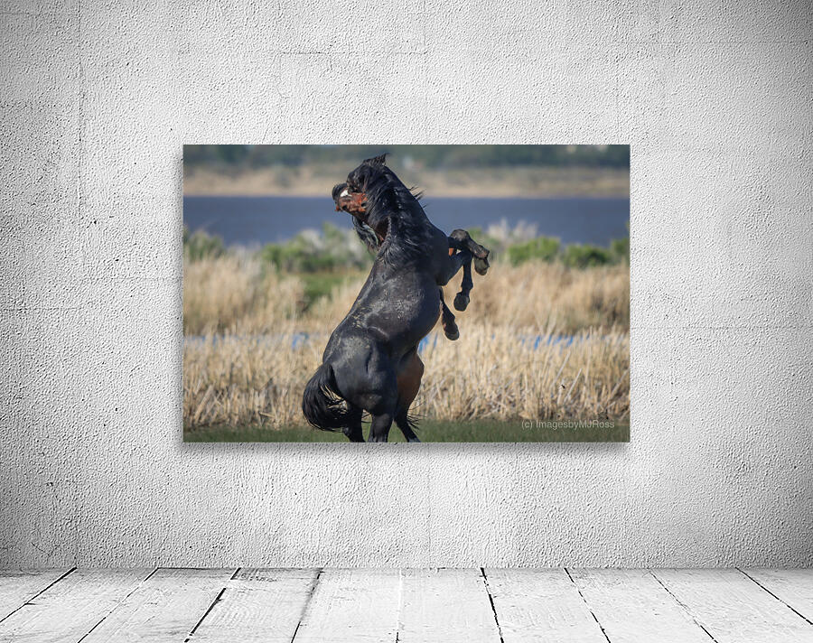 Nevada Virginia Range Series 23 Wall Preview