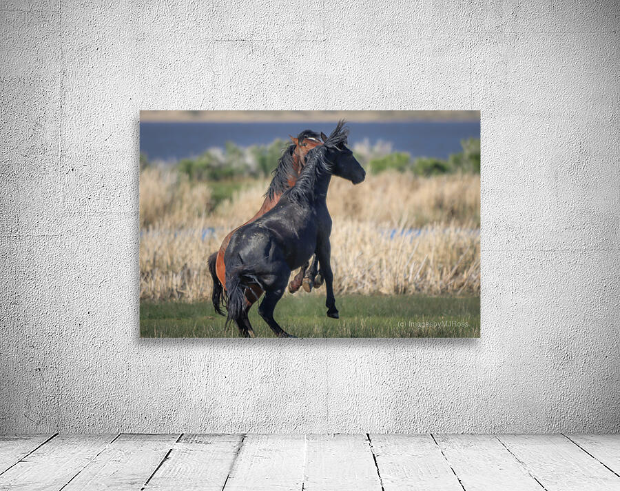 Nevada Virginia Range Series 24 Wall Preview