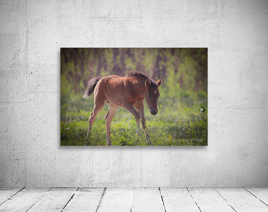 Nevada Virginia Range Series 31 Wall Preview