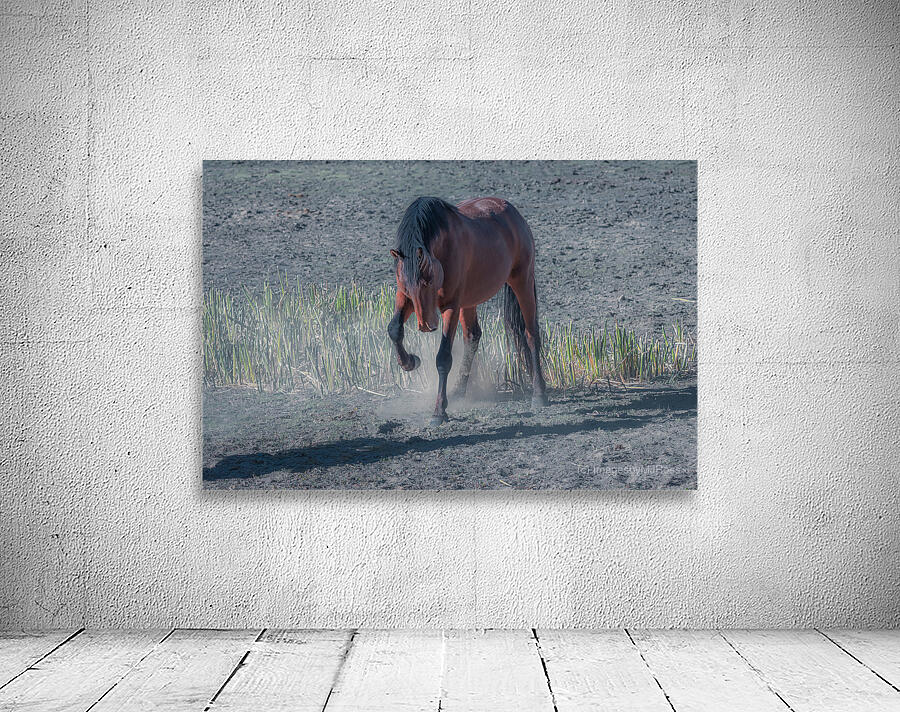 Nevada Virginia Range Series 33 Wall Preview