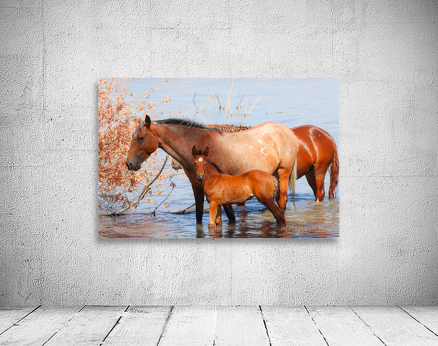 Nevada Virginia Range Series 35 Wall Preview