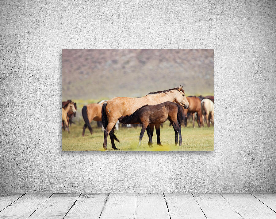 Mono Lake Wild Horse Series 1 Wall Preview
