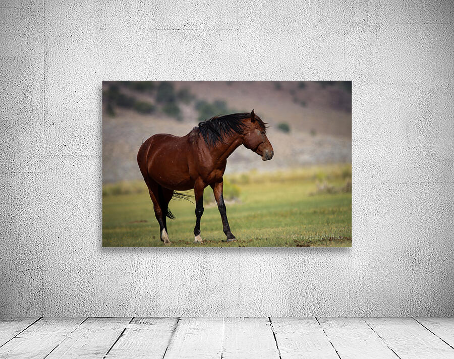 Mono Lake Wild Horse Series 1 Wall Preview