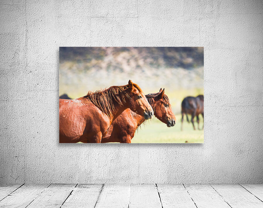 Mono Lake Wild Horse Series 1 Wall Preview