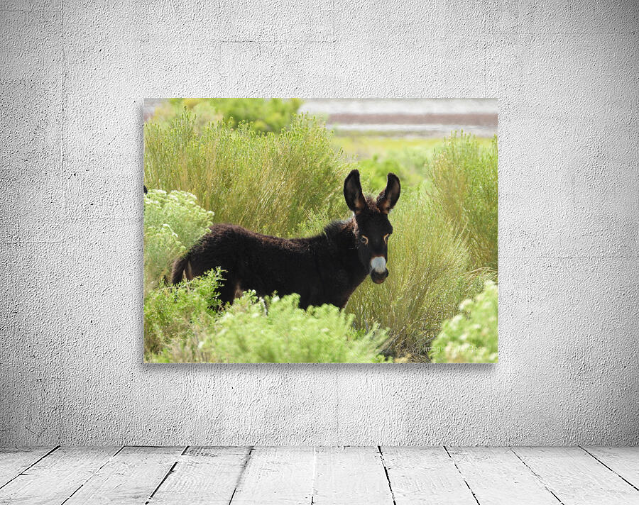 Marietta Wild Burro Range HMA 1 Wall Preview