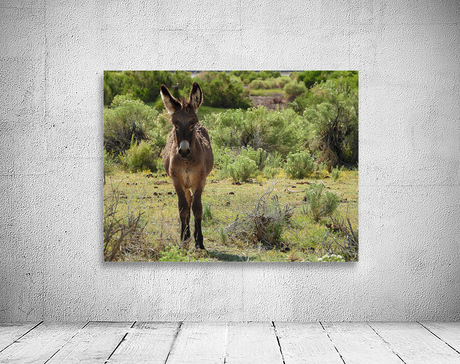 Marietta Wild Burro Range HMA 1 Wall Preview