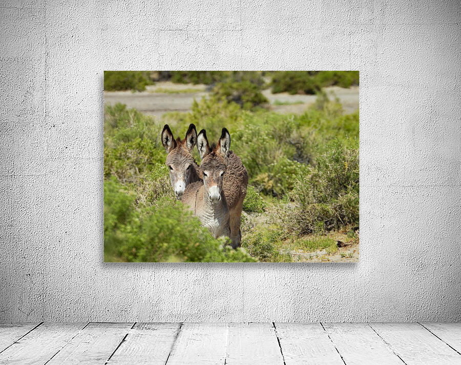 Marietta Wild Burro Range HMA 1 Wall Preview