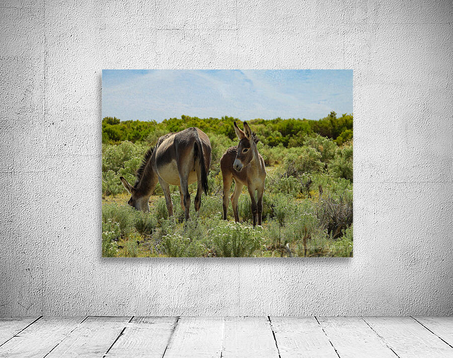 Marietta Wild Burro Range HMA 1 Wall Preview