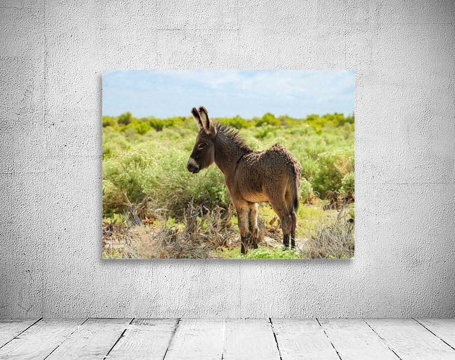 Marietta Wild Burro Range HMA 1 Wall Preview