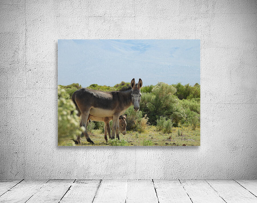 Marietta Wild Burro Range HMA 1 Wall Preview