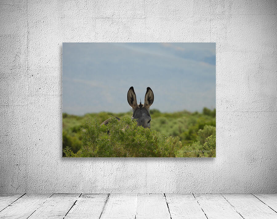 Marietta Wild Burro Range HMA 1 Wall Preview