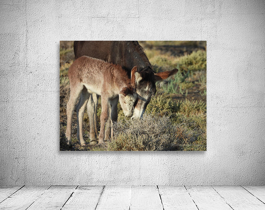 Marietta Wild Burro Range HMA 2 Wall Preview