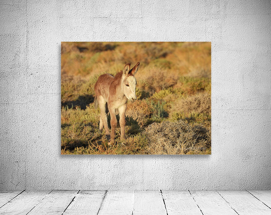 Marietta Wild Burro Range HMA 1 Wall Preview