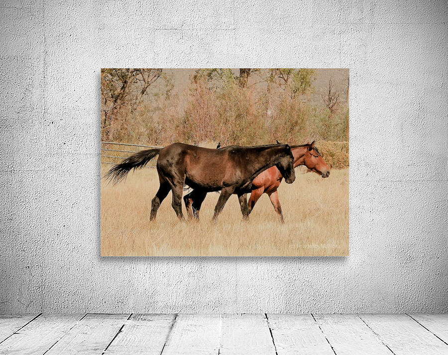 Nevada Mustang series 14 1 Wall Preview