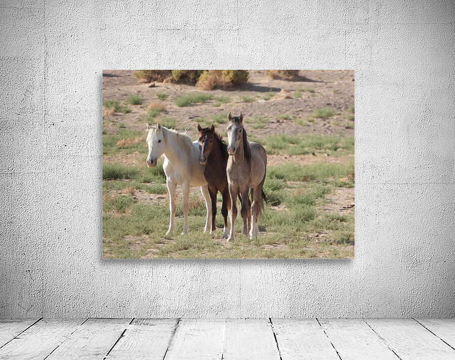 Nevada wild 4 Wall Preview