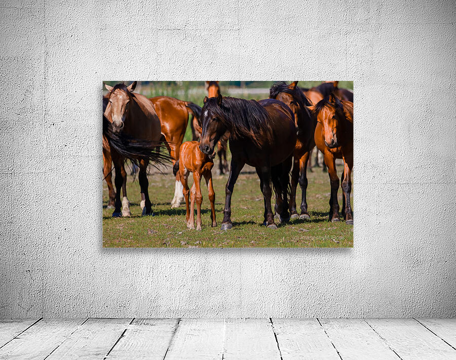 Nevada wild  Series VR1 1 Wall Preview