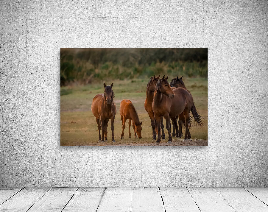 Nevada wild  Series VR1 2 Wall Preview