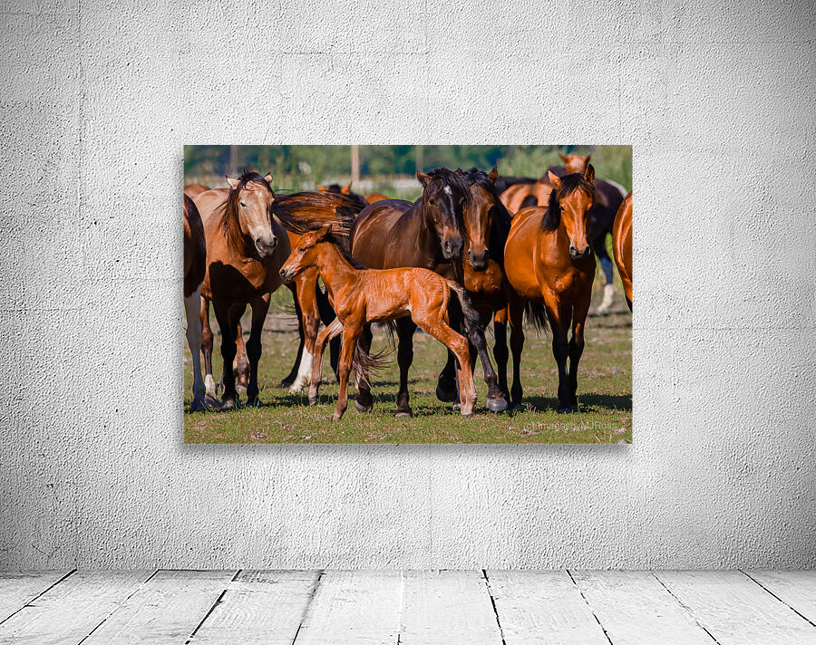 Nevada wild  Series VR1 3 Wall Preview