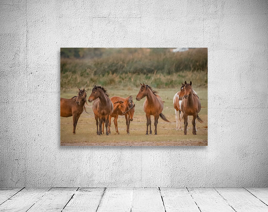 Nevada wild  Series VR1 2 Wall Preview