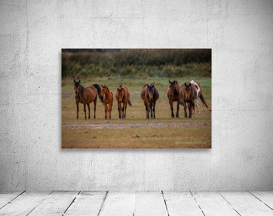 Nevada wild  Series VR1 3 Wall Preview