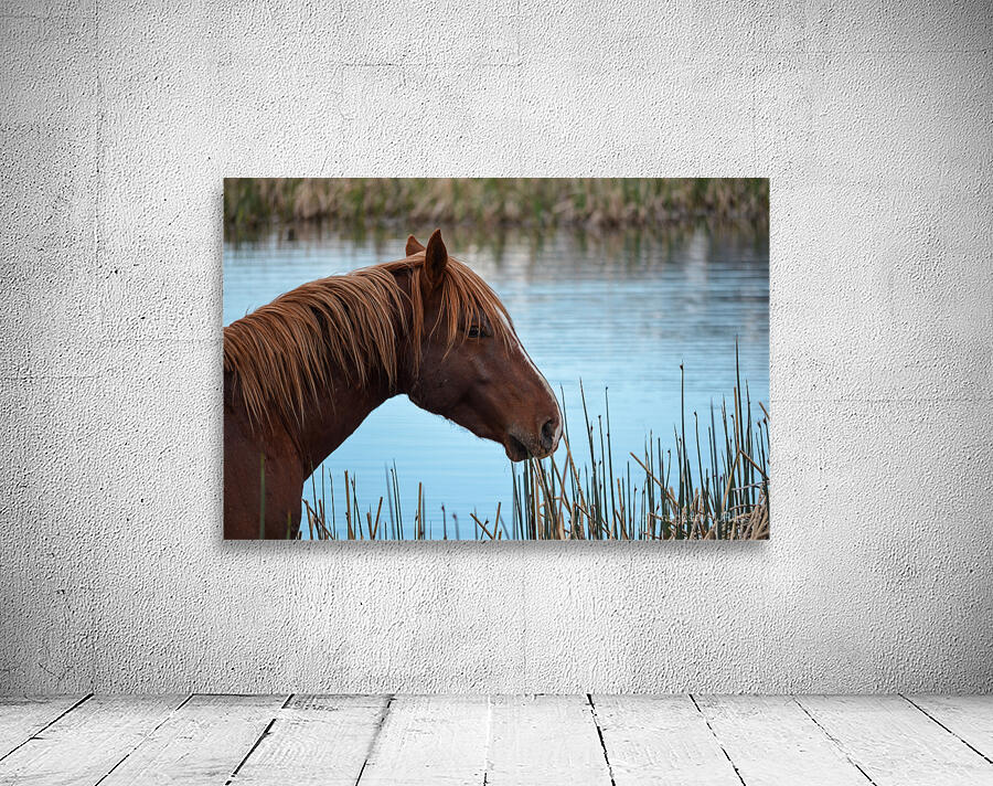 Nevada Mustang 1 3 Wall Preview