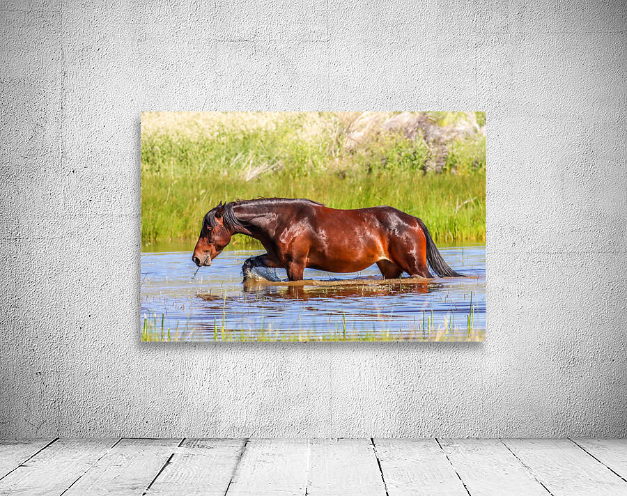 Nevada Mustang 1 4 Wall Preview