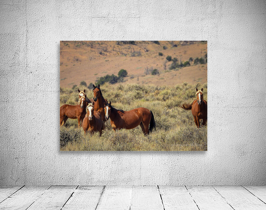 Nevada Mustang 2 5 Wall Preview