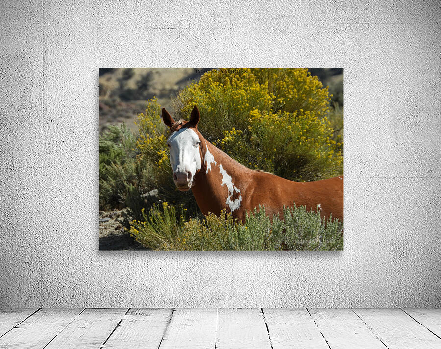 Nevada Mustang 2 7 Wall Preview