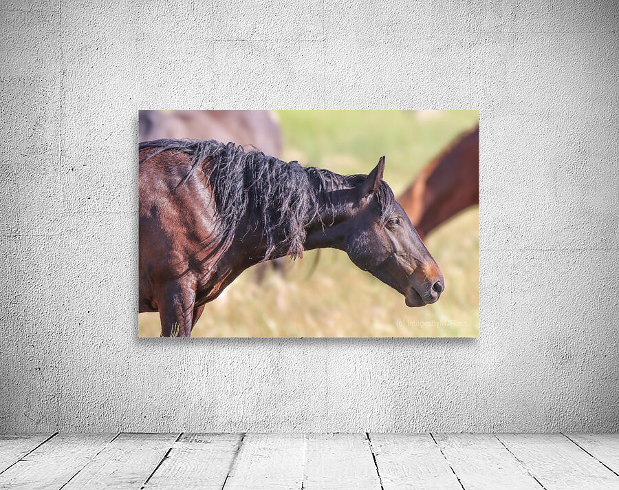 Nevada Wild 165 2 Wall Preview