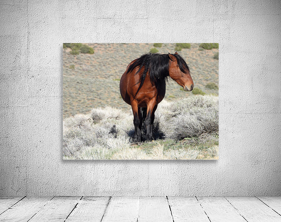 Nevada Wild 165 1 Wall Preview