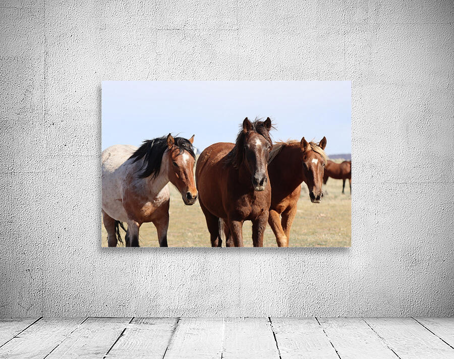 Nevada Wild 165 1 Wall Preview