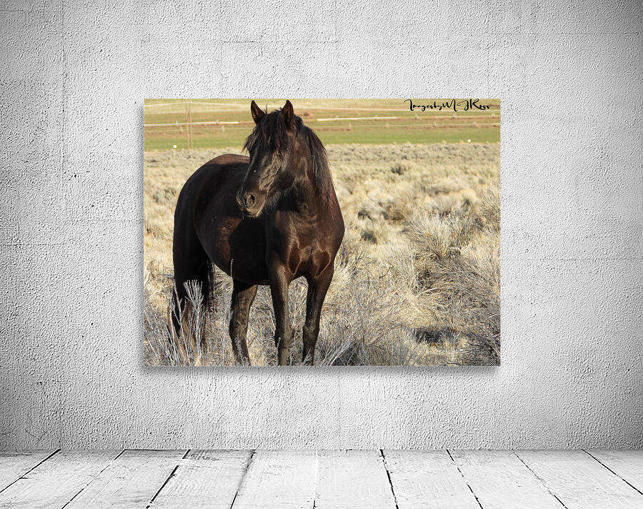 Nevada Wild 165 1 Wall Preview