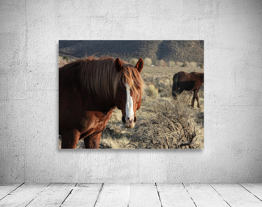 Nevada Wild 165 1 Wall Preview