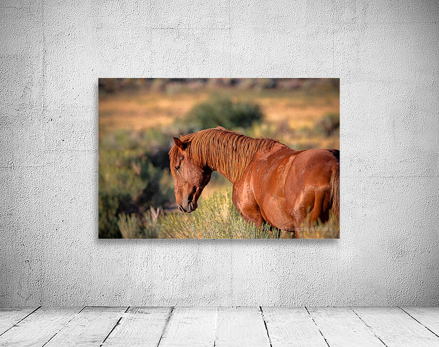 Nevada Wild 165 1 Wall Preview