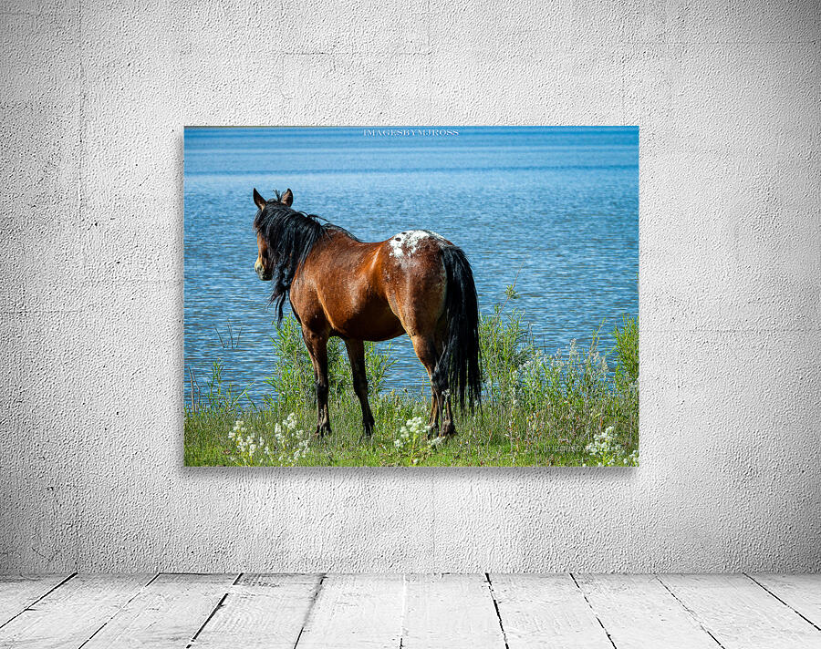 Nevada Wild 165 1 Wall Preview