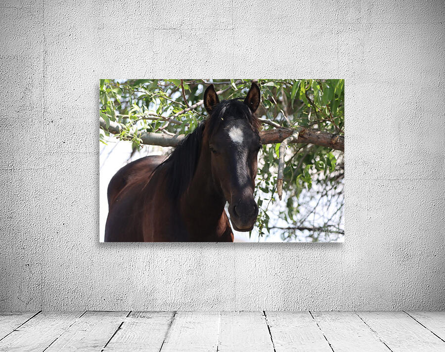 Nevada Wild 165 1 Wall Preview