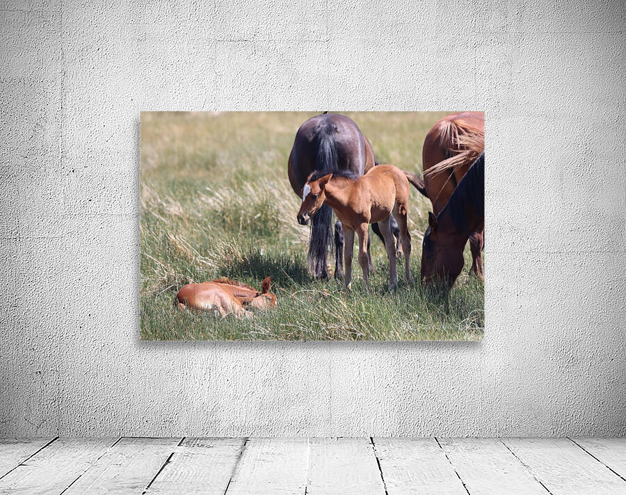 Nevada Wild 165 1 Wall Preview