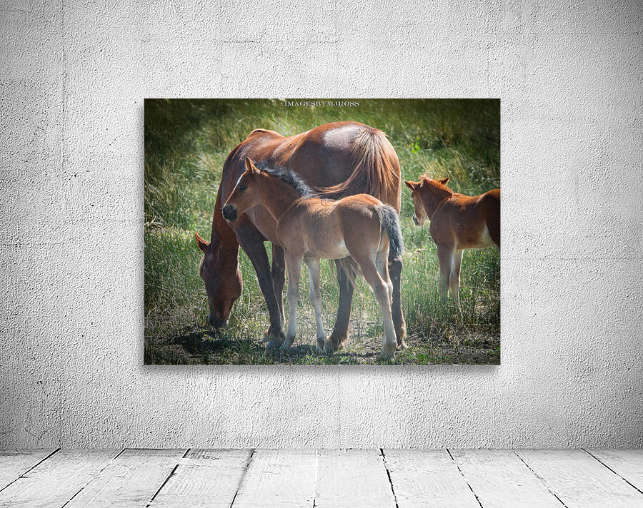 Nevada Wild 165 1 Wall Preview