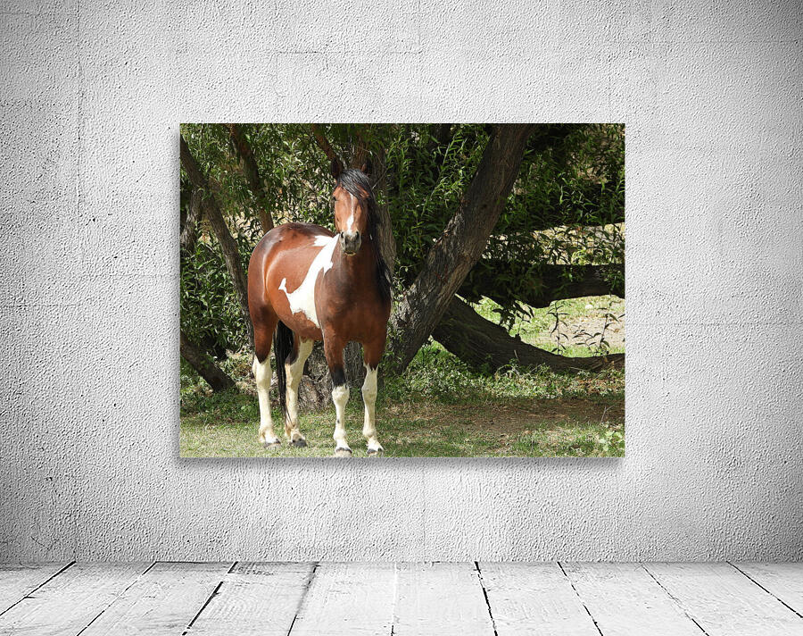 Nevada Wild 165 1 Wall Preview