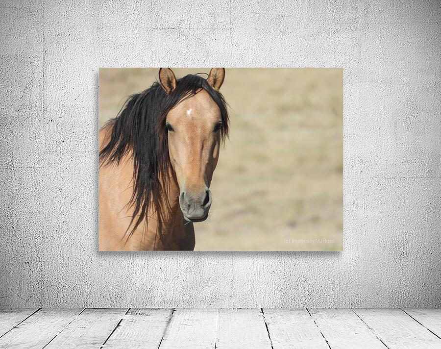 Nevada Wild 165 1 Wall Preview