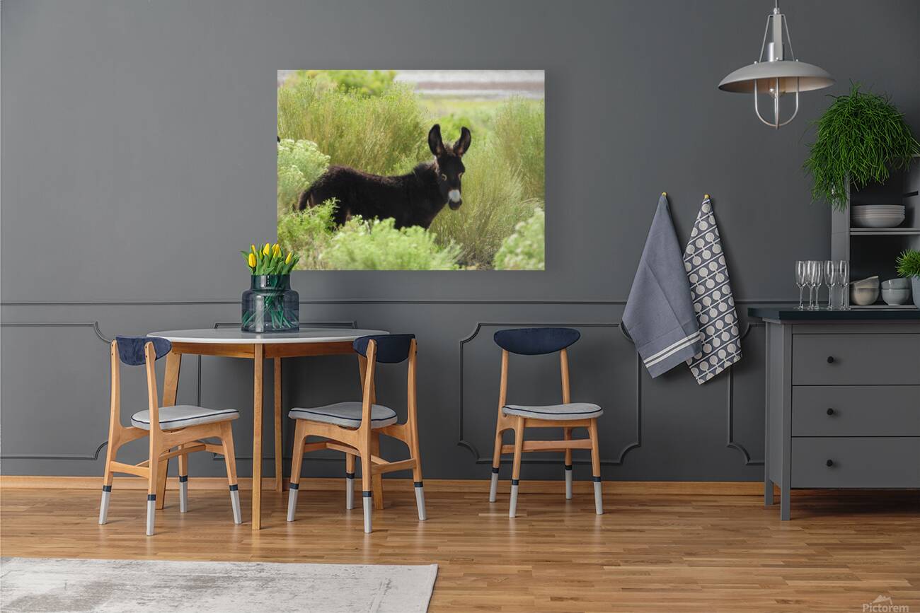 Marietta Wild Burro Range HMA 1 Reproduction