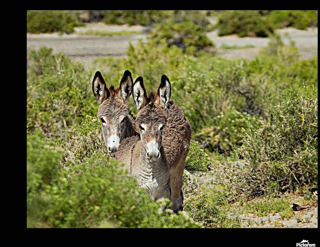 Marietta Wild Burro Range HMA 1 Reproduction