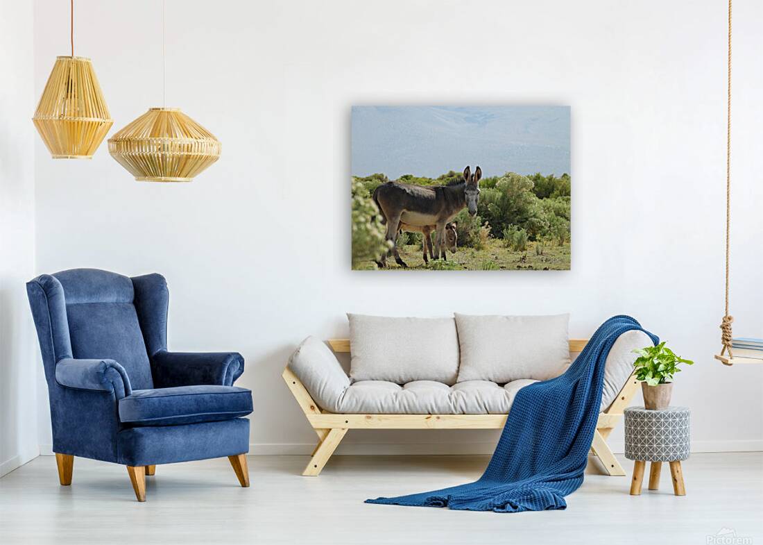 Marietta Wild Burro Range HMA 1 Reproduction