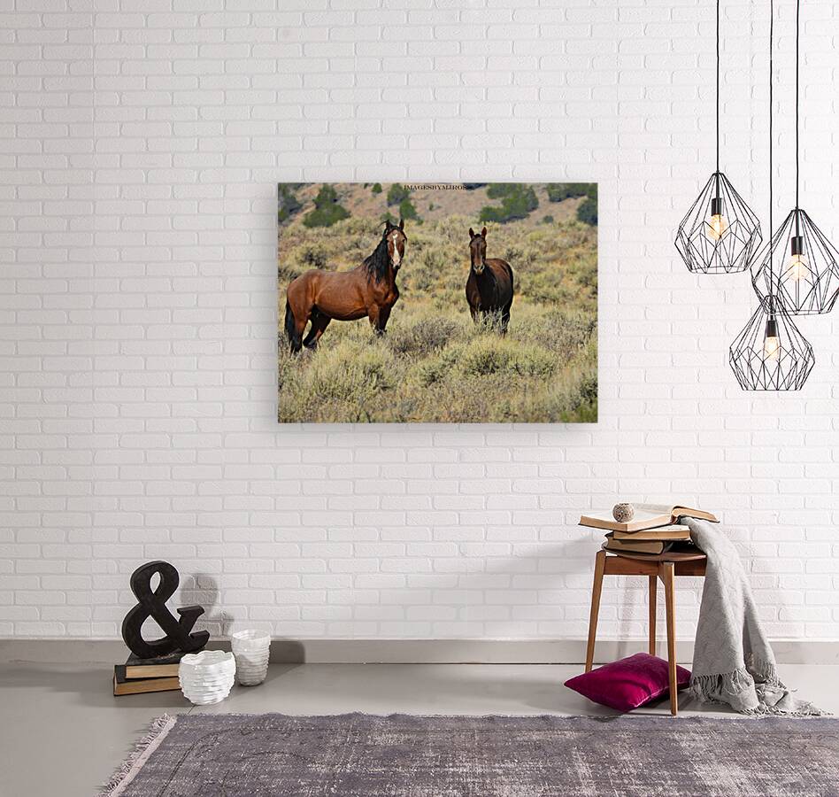 Nevada Mustang 2 2 Reproduction