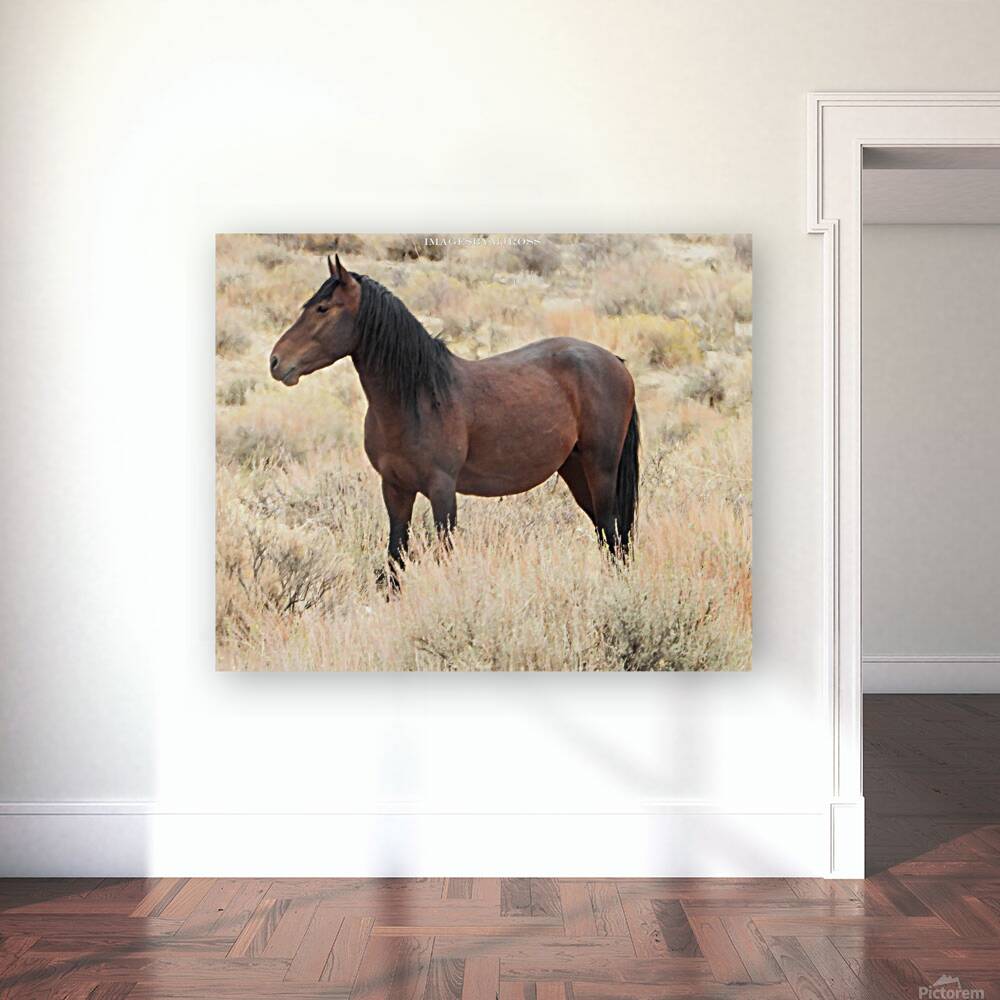 Nevada Mustang 2 3 Reproduction