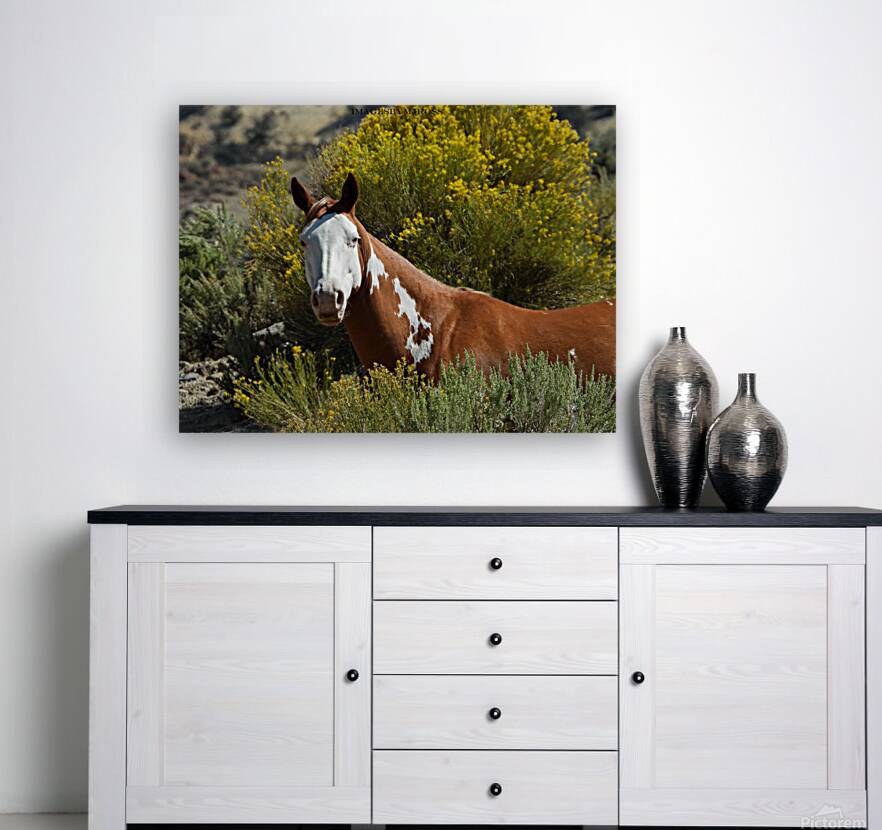 Nevada Mustang 2 7 Reproduction