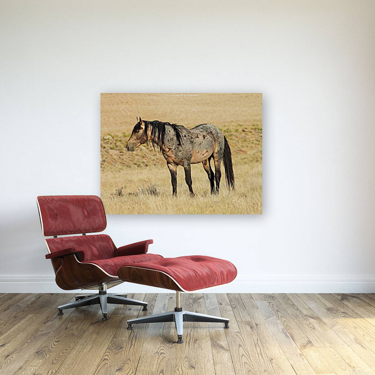 Utah Onaqui Wild Horses Reproduction