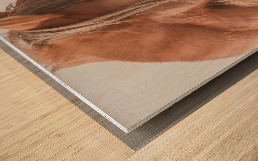 Wild Horse Winter  Wood print