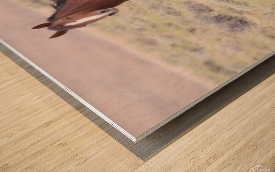 Wild Horse Nevada Series 8 Wood print